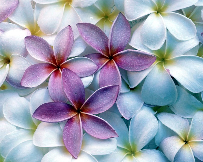 Obituary of Paul Nixon