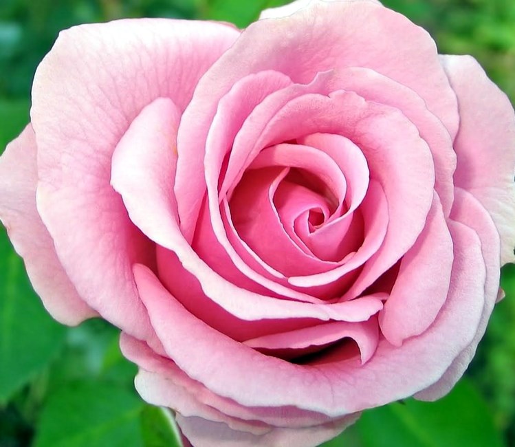 Obituary of Helen Jordan McNeill