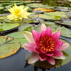 Obituary of Jamie Suttle Huggins