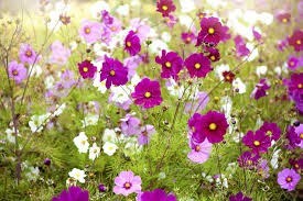 Obituary of Jacquelyn Wedemeyer