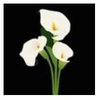 Obituario de Luz Elena Acuna