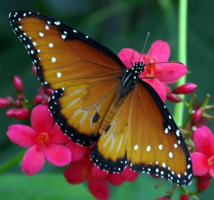 Obituary of Neva Myrle Allison