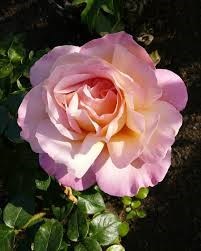 Obituary of Norma Gail Novak
