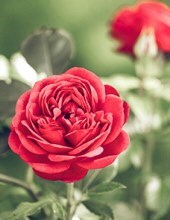 Obituary of Mary Moore Swyter