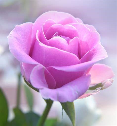 Obituary of Lynette Mary Larosa