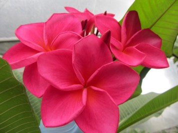 Obituary of Lorraine Ethel Petersen