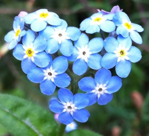 Obituary of Anna Cassarino