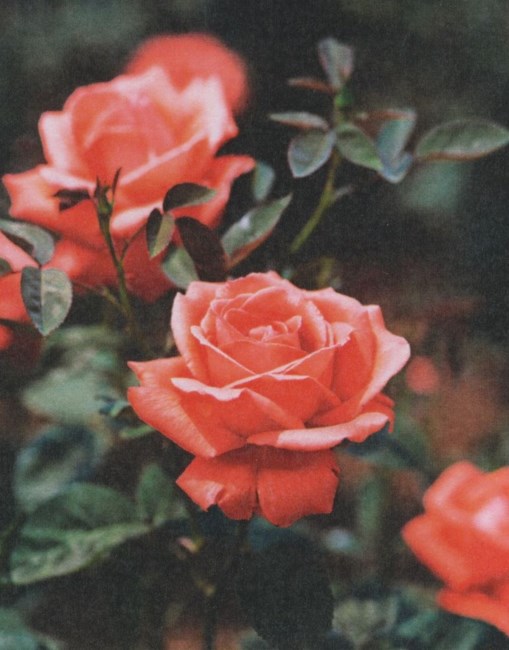 Obituary of Rosemary Strafuss Smith