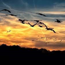 Obituary of Drew Thomas Newman