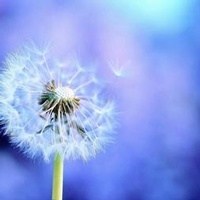 Obituary of Julia Louise Terry