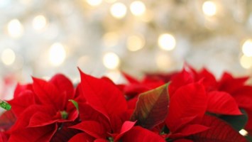 Obituary of Christmas Service of Remembrance