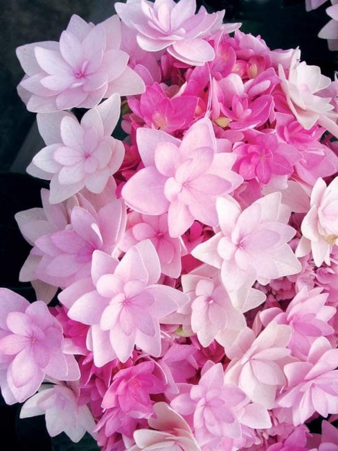 Obituary of Jeanne V Dell