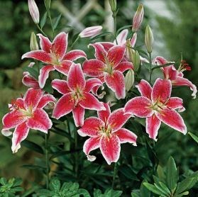 Obituario de Lois Karen Taylor