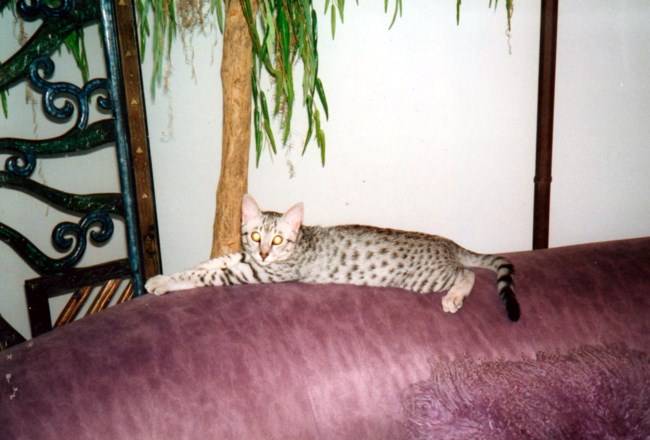 Richard Griffith Obituary Largo Fl