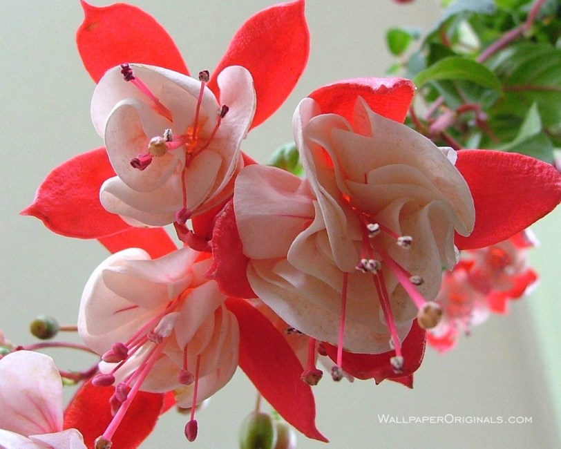 Obituary of Joy C. Dickey Gilbert Pelham