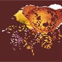 Obituary of Ethel E. Dill