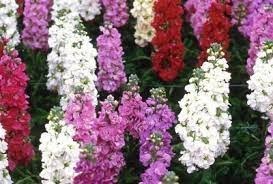 Obituary of Amy Rife