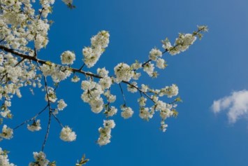 Obituary of Virginia CaMacHo Sanchez