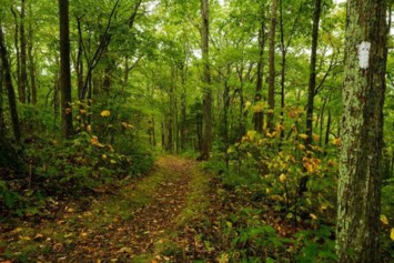 Obituary of Lucy Rawls Deyerle