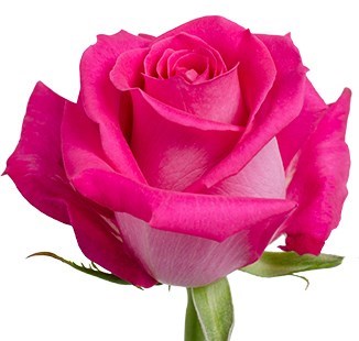 Obituary of Angelina Alarcon