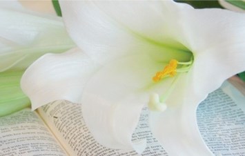 Obituary of Nan Brown Maxwell