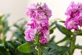 Avis de décès de Lorraine Margaret Watson