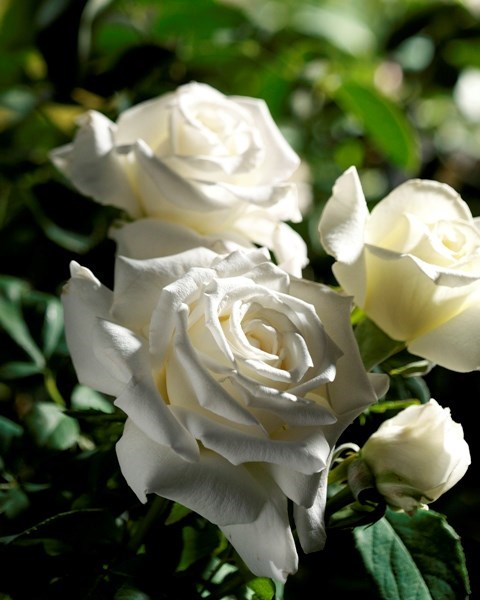 Obituary of Jodi Louise Taylor