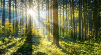 Obituary of Lois Jeanette Nelson