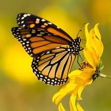 Obituary of Vic Luz Vazquez Correa