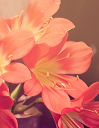 Obituary of Gail Marie Schmid