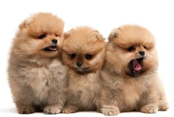 Obituary of Barbara Lou Sexton