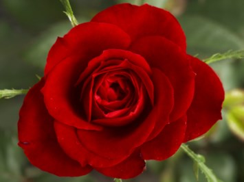 Obituario de Marjorie Dale Huffman Buel