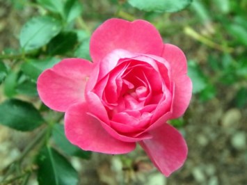 Obituary of Betty Burke Robertson