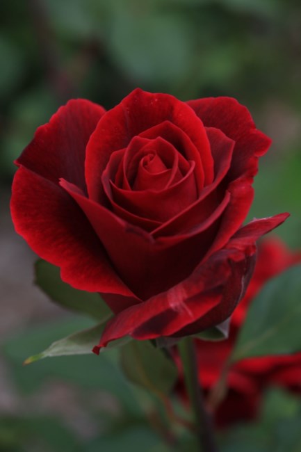 Obituary of Blessing Camarihes Sparks