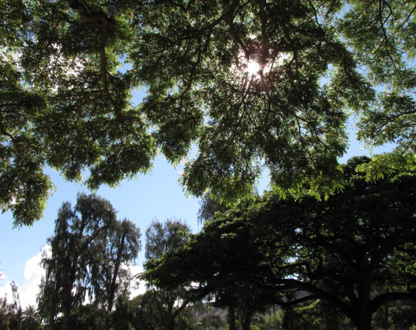 Obituary of Katsutoshi Yano