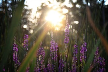 Obituary of Mary Beth Greene