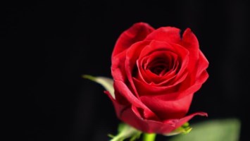 Obituary of Mr. Patrick J Bareis