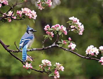 Obituary of Ruth Virginia Towle