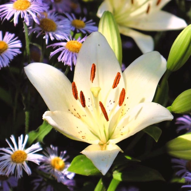 Obituary of Beverly Jo Lively