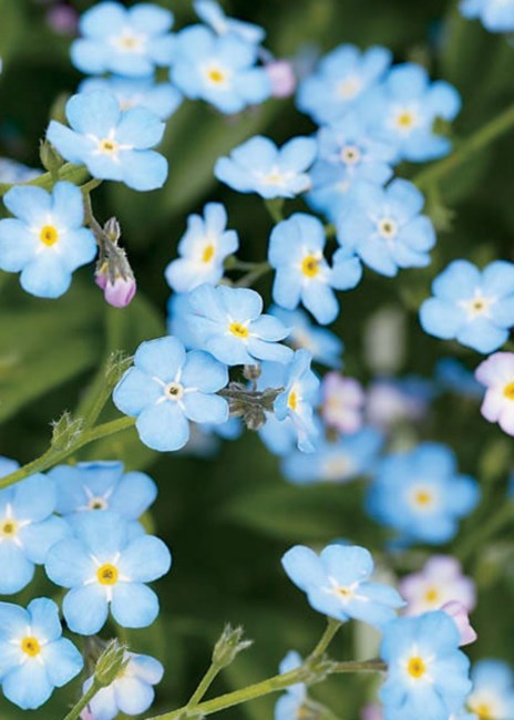 Obituary of Yan Hong Tan