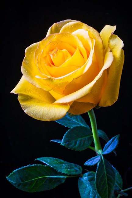 Obituary of Mary Walsh