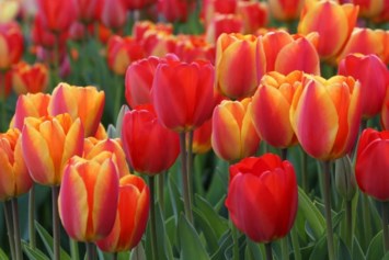 Obituary of Betty J. Brunson