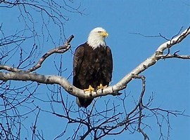 Obituary of Larry Leslie HICKFORD