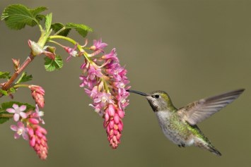 Obituary of Jimmie Sue Sparks