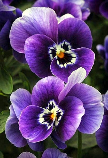 Obituary of Po Chu Yi