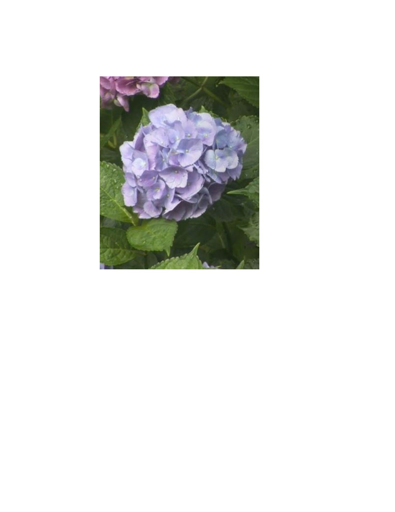 Obituary of Esther Belcher Crisman