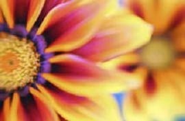 Obituary of Dorothy E. Rucker