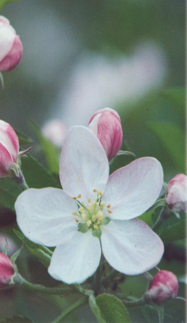 Obituary of Laurel Elizabeth Taylor