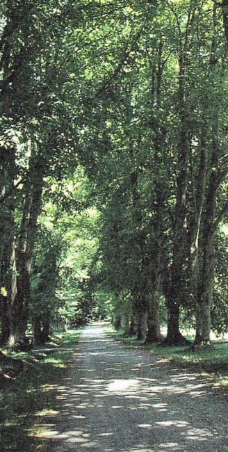 Obituary of Barbara Ann Mahoney