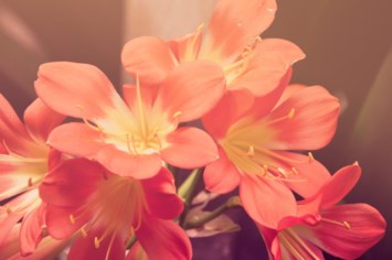 Obituary of Clara Ayako Nishida